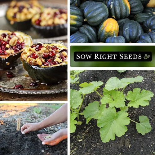 Miniatura 4 de Sow Right Seeds - Semillas de calabaza Queen de bellota para plantar - Paquete de reliquia sin OMG con instrucciones para plantar un huerto