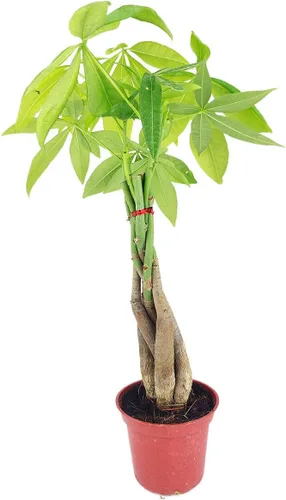 Árbol de dinero trenzado de tocón de Pachira (4 pulgadas), plantas de interior de la suerte, plantas de interior decorativas únicas de 4/6 pulgadas,