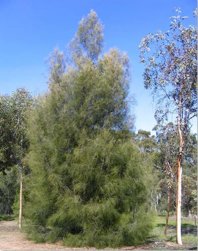 Miniatura 5 de Pine Tree Australian River Semillas Premium Casuarina cunninghamiana Plants'® (Semillas premium, 10)
