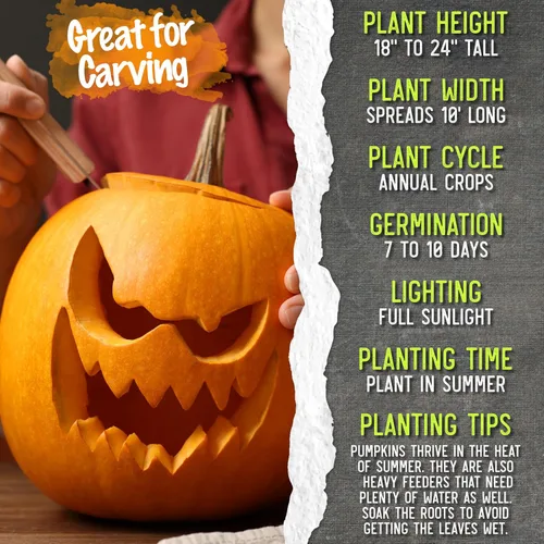 Miniatura 7 de Seed Needs, Jack O' Lantern - Semillas de calabaza – 25 semillas tradicionales para plantar Cucurbita Pepo – Sin OMG y sin tratar, ideal para tallar