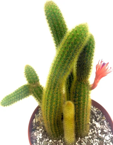 Miniatura 7 de Cactus de lirio de Pascua de 8 pulgadas, Echinopsis Subdenudata, totalmente enraizado, resistente y tolerante a la sequía, fácil de cultivar