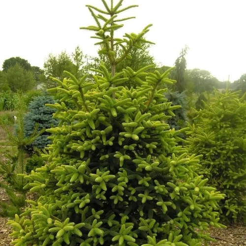 Miniatura 4 de Abies pinsapo (abeto español) Semillas de árbol, aspecto elegante y lujoso, semillas de MySeeds.Co, elige la cantidad (0.25 oz)