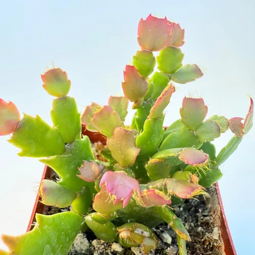 Miniatura 2 de Plantas suculentas vivas, variedades variadas en dos tamaños de maceta, plantas de fácil cuidado para interiores y exteriores, GNEM
