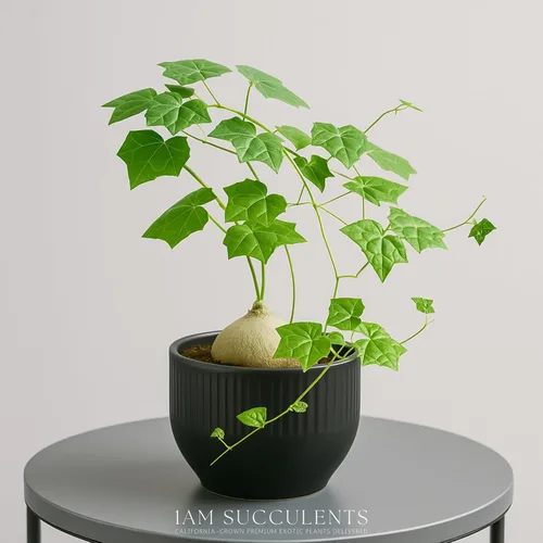 Miniatura 3 de Live Gerrardanthus Macrorhizus - Planta suculenta Caudex rara - 3 a 4 pulgadas de alto - Planta única de coleccionista para interiores y exteriores