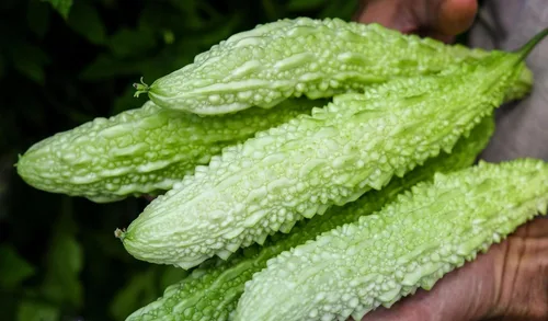 Miniatura 3 de TomorrowSeeds - Semillas de melón amargo de perlas blancas - Paquete de 15 unidades - para semillas de verduras de Karela india de calabaza amarga