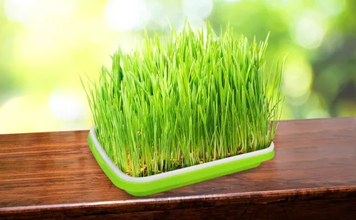 Miniatura 6 de Gardzen Kit de cultivo de brotes de 5 unidades, bandeja de brotes de frijoles, bandeja de germinación sin tierra, ideal para Mung, pasto de trigo