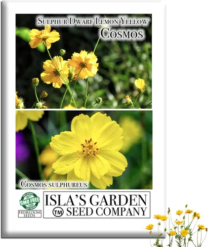 Semillas de flores de cosmos enano de azufre "amarillo limón" para plantar, más de 100 semillas de reliquia por paquete, semillas sin OMG, (semillas