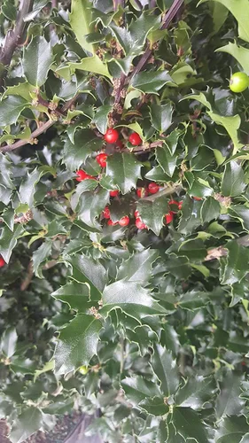 Miniatura 3 de Ilex X meserveae 'Blue Princess' (Blue Holly) Perenne, #2 - Tamaño Contenedor