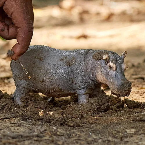 Miniatura 7 de Schleich Wild Life - Figura de hipopótamo realista y detallada, juguete para jugar y educar, altamente duradera y detallada, para niños y niñas