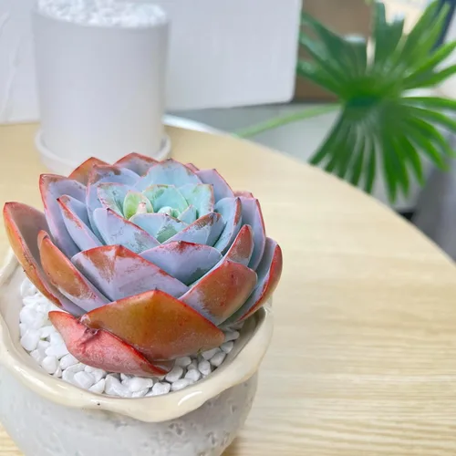 Miniatura 21 de Succulent Plants Live– Easy Care Bare Root Succulents for Indoor Outdoor Decor, Mini Live Plants for Home, Garden, Office, & Gift Ideas