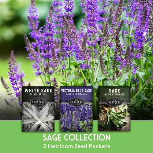 Miniatura 3 de Survival Garden Seeds Sage Collection Seed Vault - Semillas blancas y culinarias y azul Victoria (Salvia Apiana, Officinalis, Farinacea) - Semillas
