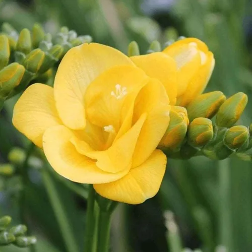Fresia - Bulbos de flores amarillas dobles fragantes, bombillas perennes fáciles de cultivar para plantar en otoño, perfectos para flores cortadas,