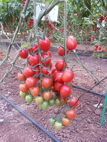 Miniatura 3 de Vegetal indeterminado no transgénico de tomate rojo de vid para plantar