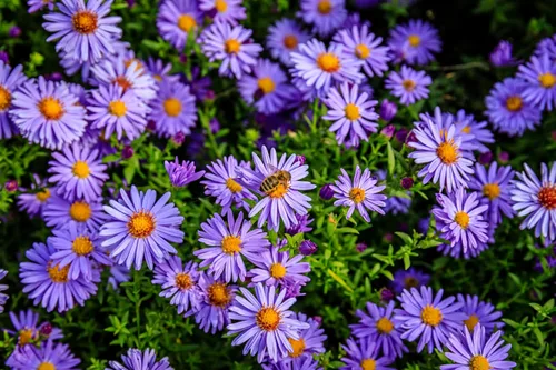 Miniatura 9 de 50 semillas de flor de Aster de Arroz (Aster tupido) Aster Dumosus