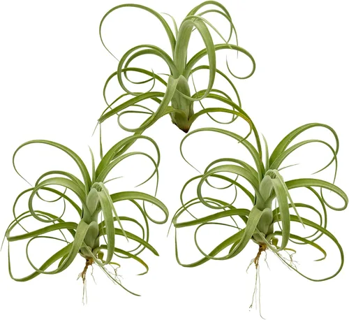 Miniatura 12 de ragnaroc Plantas de aire vivo – Tillandsia Curly Slim Jumbo – 1 unidad de 5 a 9 pulgadas – Ideal para regalos y regalos, plantas de interior vivas
