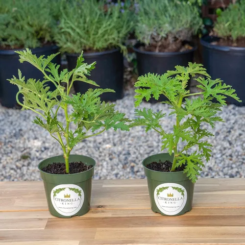 Miniatura 7 de 1 planta de citronela, planta repelente de mosquitos, prosperando en una maceta de vivero de 4