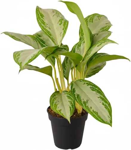 Miniatura 11 de Árbol de dinero trenzado de tocón de Pachira (4 pulgadas), plantas de interior de la suerte, plantas de interior decorativas únicas de 4/6 pulgadas