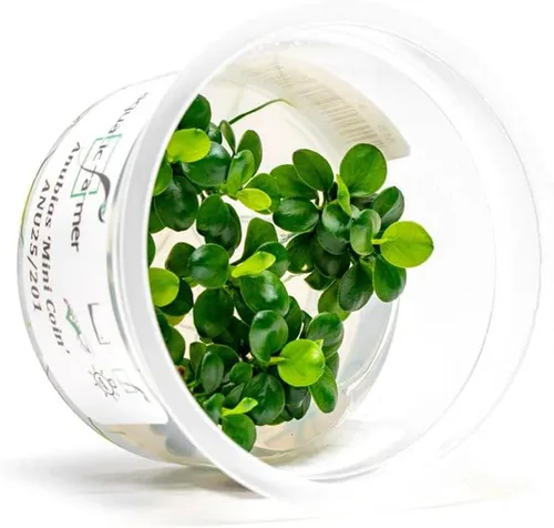 Miniatura 28 de Planta viva SubstrateSource - Hierba enana Eleocharis Belem cultivada en tejidos acuáticos para acuario - 100% libre de caracoles en copa in vitro