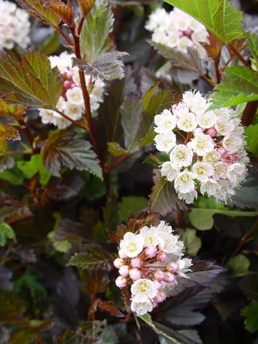 Miniatura 2 de Ganadores probados - Physocarpus op. Vino de verano (Ninebark) Arbusto, follaje rojo, #3 - Contenedor