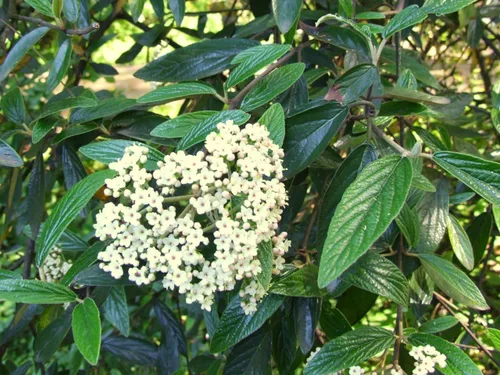 Miniatura 3 de Pragense Viburnum - Planta viva enviada de 2 a 3 pies de altura por DAS Farms