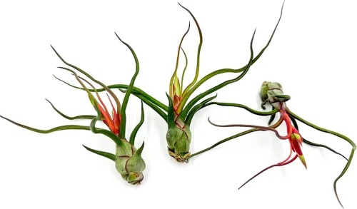 Miniatura 35 de ragnaroc Air Plants - Tillandsia Caput Medusae Floreciente, Grande 5-7" - 1ct - Llegada Viva Garantizada - Plantas de Casa para Decoración del Hogar