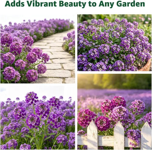 Miniatura 6 de Semillas de Alyssum para plantar, alfombra real morada, semillas de flores de Alyssum moradas dulces, semillas de cobertura del suelo perennes
