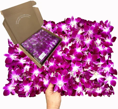 Miniatura 8 de Miami Fresh Orchid Flores perecederas de floración suelta OrchidClub USA Sunne Tropical DIY lei, decoración de alimentos y bebidas (100 azul)