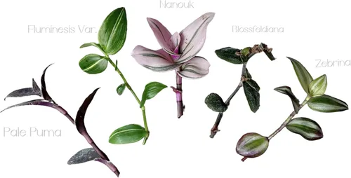 Miniatura 3 de Sin esquejes de plantas de raíz de USKC (5 tipos diferentes de esquejes de hojas de judío errante #C)