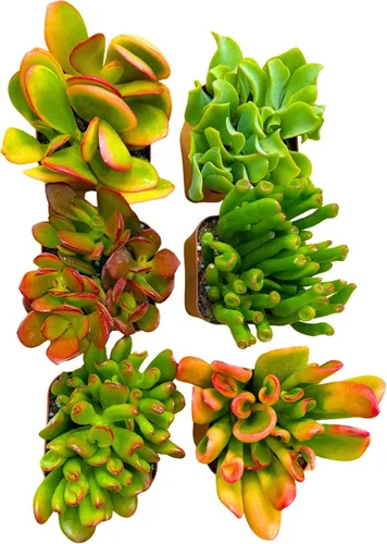Miniatura 9 de Plantas suculentas vivas Jade Plant 2" Paquete de 3 colección sorpresa, colección inicial de plantas vivas de jade, plantas suculentas vivas