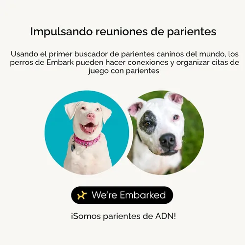 Miniatura 3 de Kit de identificación de raza Embark - Kit de prueba de ADN para perros más preciso - 99% de precisión en la ascendencia de raza para perros de raza
