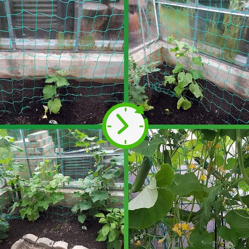 Miniatura 4 de Red de enrejado para plantas trepadoras, red de enrejado de jardín resistente para pepino, vid, frutas y verduras, plantas de tomate, red