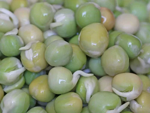 Miniatura 7 de Semillas de mezcla de proteínas de Peyton's para germinar microverdes, 8 onzas, marca "COOL BEANS n SPROUTS", un superalimento lleno