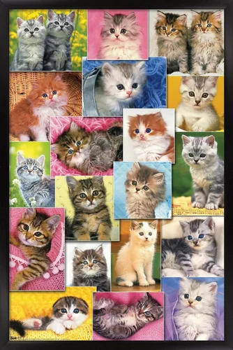 Miniatura 8 de Trends International Keith Kimberlin - Póster de pared de collage de gatitos, 14.725 x 22.375 pulgadas, versión enmarcada de madera de granero