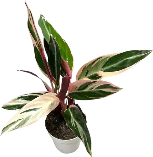 Miniatura 6 de Plantas vivas Stromanthe Triostar, planta de oración tricolor, 12-16 pulgadas de alto, planta de interior, hermosa planta viva de interior, fácil