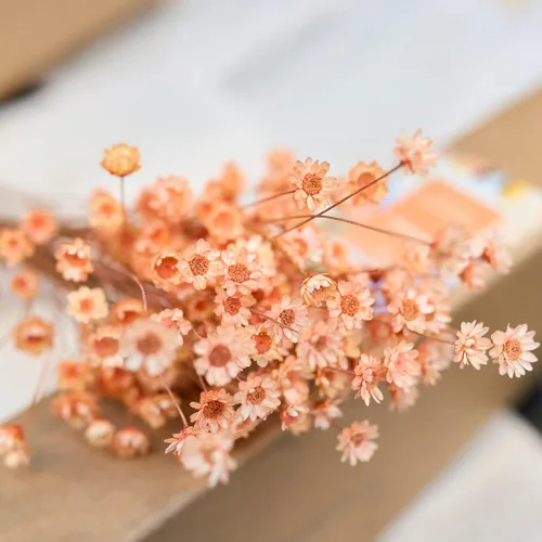 Miniatura 2 de 200 tallos de flores secas naturales brasileñas, margarita estrella pequeña seca, mini ramo decorativo de manzanilla seca para arreglos florales