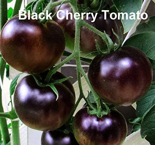 Miniatura 2 de Mixed Seeds - 30 semillas de tomate negro, mezcla de 9 variedades, reliquia sin OMG, Black Prince, Cherokee Purple, Black Cherry de EE. UU. Solanum