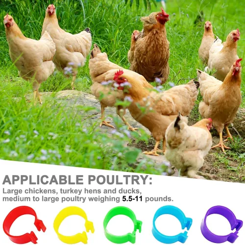 Miniatura 3 de 100 piezas 20 mm bandas grandes de identificación para patas de pollo, bandas para patas de pato, bandas para patas de aves de corral, anillos