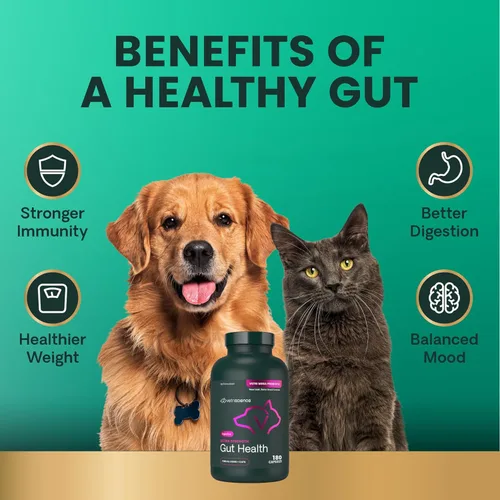 Miniatura 6 de VetriScience Suplementos digestivos probióticos y prebióticos extra fuertes para la salud intestinal para perros y gatos, gases, diarrea y apoyo