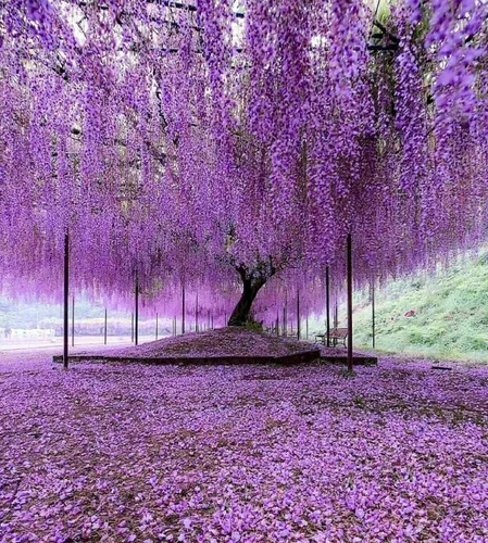 Árbol de glicina china púrpura - Plántula de 6 a 12 pulgadas de alto - Maceta de 2.5 pulgadas - Planta viva - Wisteria sinensis