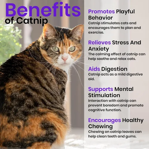 Miniatura 3 de NatureZ Edge Semillas de Catnip para plantar, más de 2200 semillas de hierbas, para cultivar en interior o exterior, semillas de Catnip, a tu gato