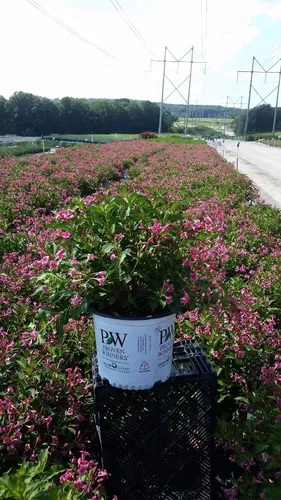 Miniatura 6 de Ganadores probados - Weigela florida My Monet (Weigela) Arbusto, flores rosas, #2 - Tamaño Contenedor