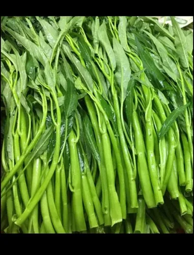 Miniatura 4 de 2500 semillas de Kang Kong también conocidas como semillas de Rau Muong o Ong Choy Semillas CAI de Kong Xin para plantar Semillas de Kangkong