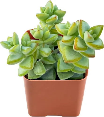 Plantas de interior vivas suculentas "Bead Vine", tamaño aproximado de 2 pulgadas, suculentas en maceta, completamente enraizadas, de fácil cuidado
