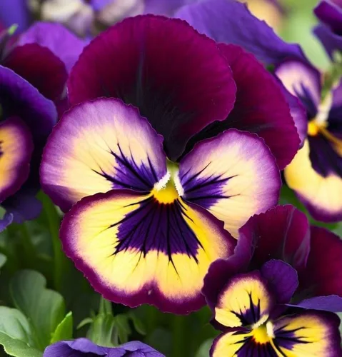 Miniatura 7 de Viola wittrockiana 'Swiss Giants' (Pansy, Mixed) Semillas de flores, grandes, flores vistosas, aspecto distintivo, altamente atractivo