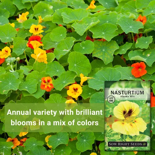 Miniatura 3 de Sow Right Seeds - Mezcla de semillas de capuchina enana de Alaska para plantar - Flor comestible - Paquete de reliquia sin OMG con instrucciones