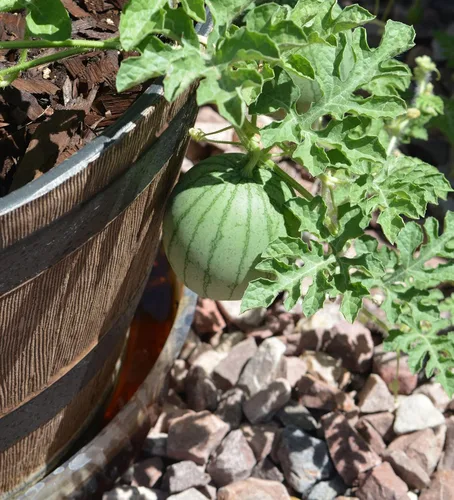 Miniatura 4 de 50 semillas de sandía Sugar Baby para plantar, semillas de frutas de primera calidad cultivadas en Estados Unidos sin OMG para plantar un jardín