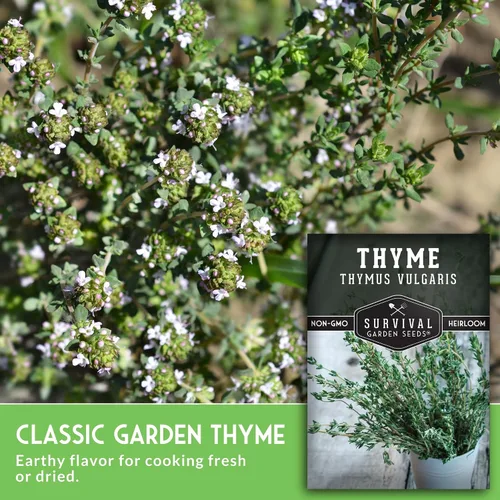 Miniatura 3 de Semillas de tomillo para plantar en interiores o exteriores, semillas de tomillo inglés (Thymus Vulgaris) para jardines de hierbas del hogar