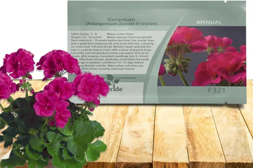 Miniatura 12 de Outsidepride Semillas de geranio bicolor rosa para plantar, 25 piezas anuales, tolerantes al calor y la sequía semillas de flores con follaje verde