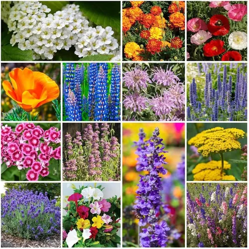 Miniatura 11 de Cultiva tu propia mezcla vibrante de semillas de jardín de flores silvestres anuales y perennes, variedades para polinizadores y jardines de Mezcla