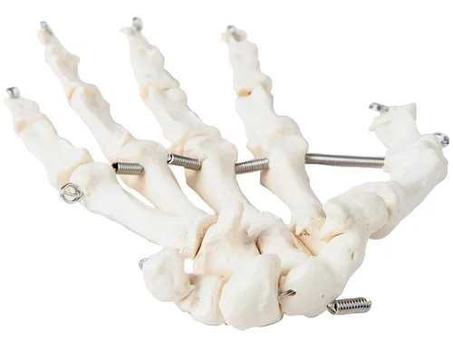 Miniatura 6 de Axis Scientific Mano esquelética Derecha Esqueleto de mano flexible totalmente articulado está asegurado con alambre de calidad para demostrar